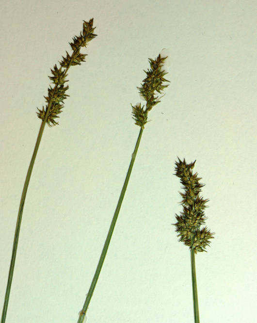 Image of Awl-fruited sedge