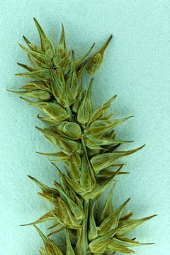 Imagem de Carex stipata Muhl. ex Willd.