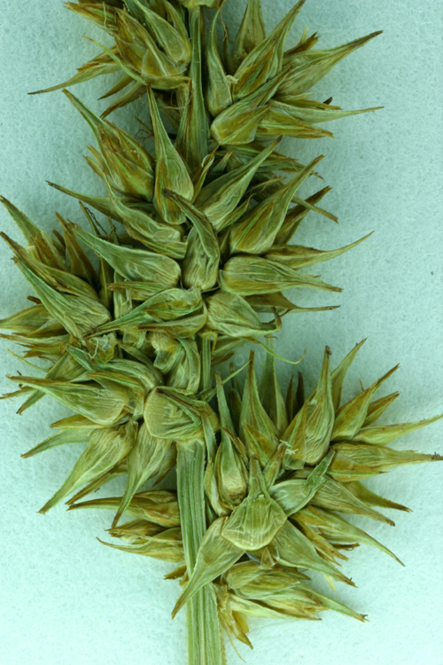 Image of Awl-fruited sedge