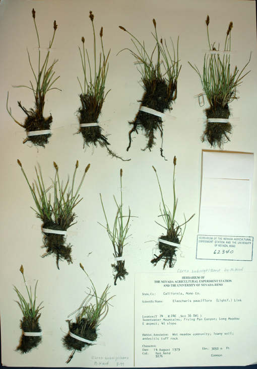 Carex subnigricans Stacey resmi