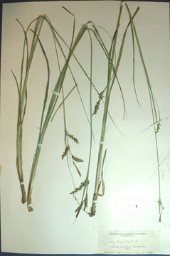 Image of triangularfruit sedge