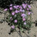 Image of <i>Gilia heterostyla</i>