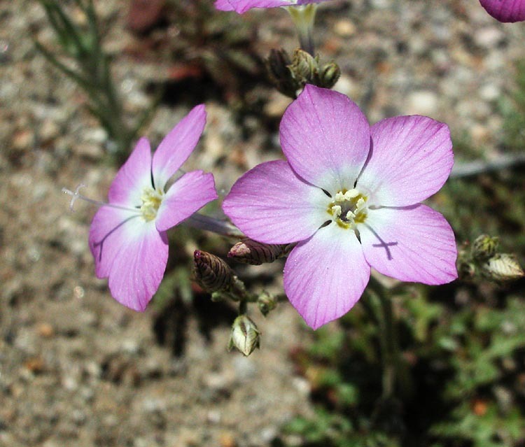 Image of <i>Gilia heterostyla</i>