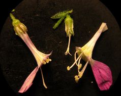 Image of <i>Gilia heterostyla</i>