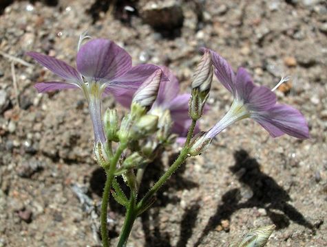 Image of <i>Gilia heterostyla</i>