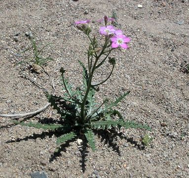 Image of <i>Gilia heterostyla</i>