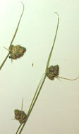 Image of One-Sided Sedge