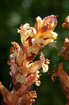 Imagem de Orobanche hederae Duby