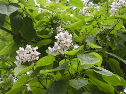 Image of southern catalpa