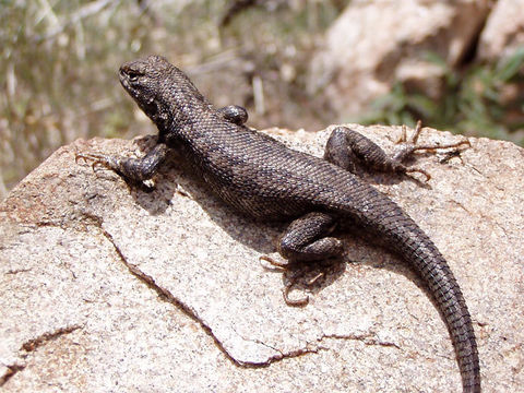 Image of Common Sagebrush Lizard