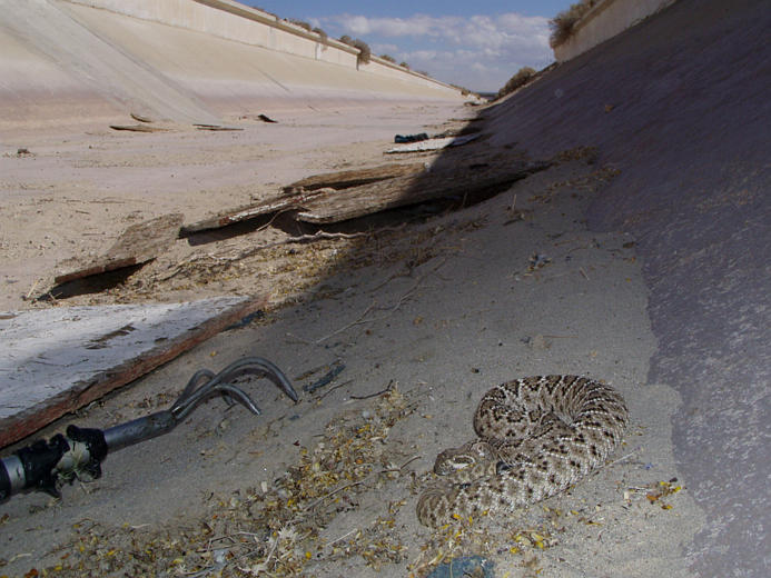 Image de Crotalus atrox Baird & Girard 1853