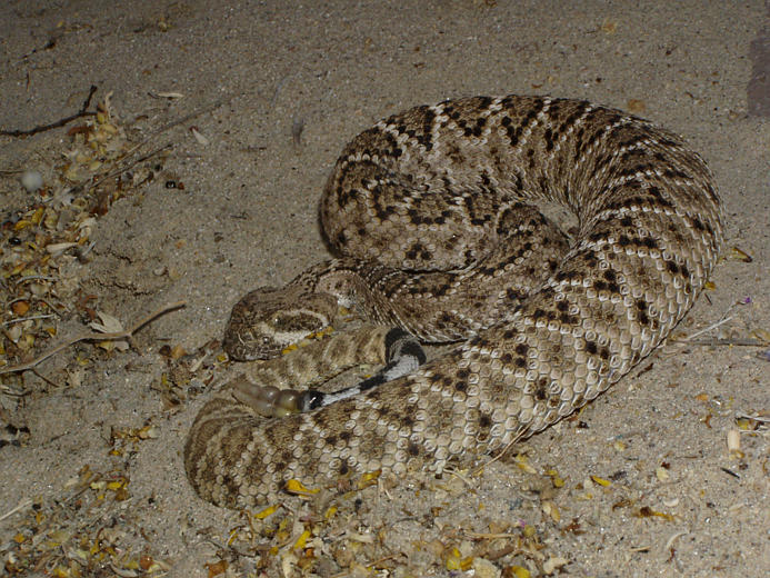 Image de Crotalus atrox Baird & Girard 1853