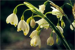 Image of Loddon lily