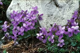 Image of hairy violet