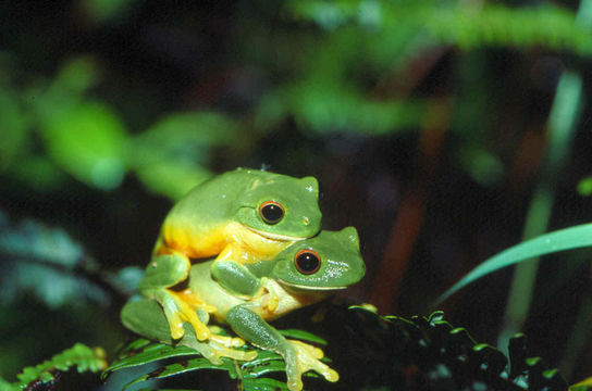 Sivun <i>Litoria xanthomera</i> kuva