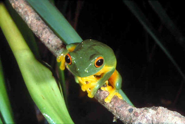 Image of <i>Litoria xanthomera</i>