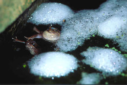 Image of Brown Frog