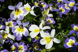 Image of Flat-Face Calico-Flower