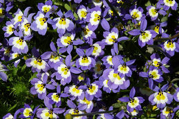 Image of Flat-Face Calico-Flower