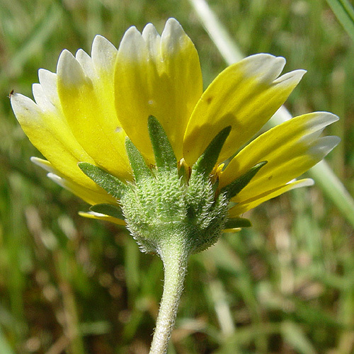 Слика од Layia chrysanthemoides (DC.) A. Gray