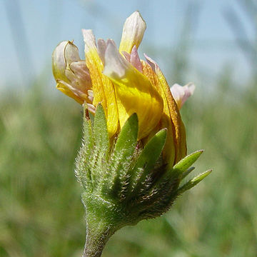 Слика од Layia chrysanthemoides (DC.) A. Gray