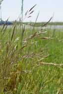 Image of annual hairgrass