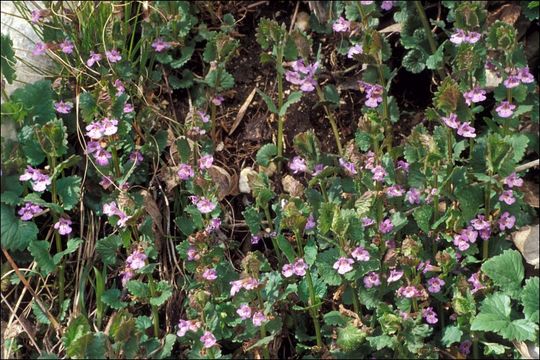 Image of Ground ivy