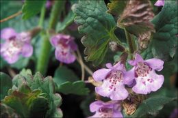 Image of Ground ivy