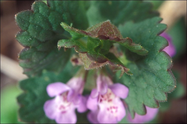 Image of Ground ivy