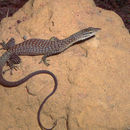 Varanus tristis Schlegel 1839的圖片