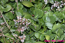 Image of Cape Province pygmyweed