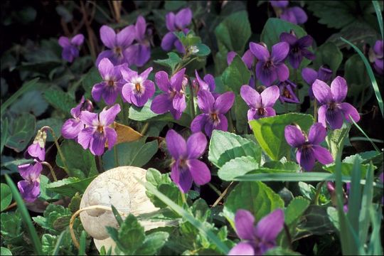 Image of sweet violet