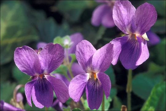 Image of sweet violet