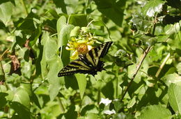 Sivun Papilio glaucus Linnaeus 1758 kuva