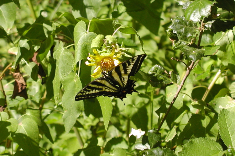 Image of Eastern Tiger Swallowtail