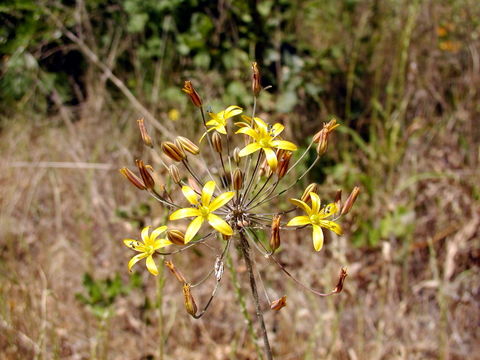 Image of common goldenstar