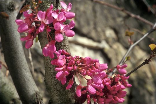 Image of Judas-tree