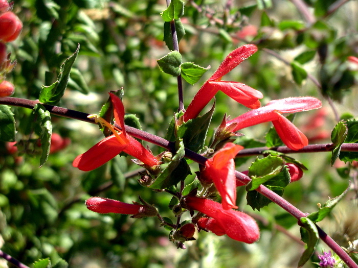 Image of heartleaf keckiella