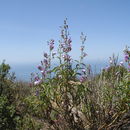 Image of Grinnell's beardtongue