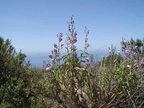 Image of Grinnell's beardtongue