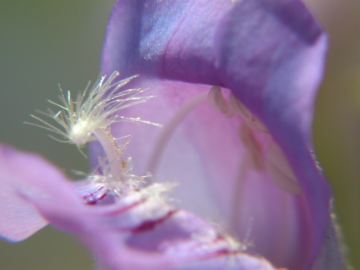 Image de Penstemon grinnellii subsp. scrophularioides (M. E. Jones) Munz