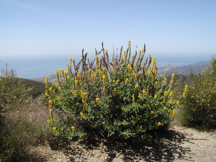 صورة Thermopsis macrophylla Hook. & Arn.