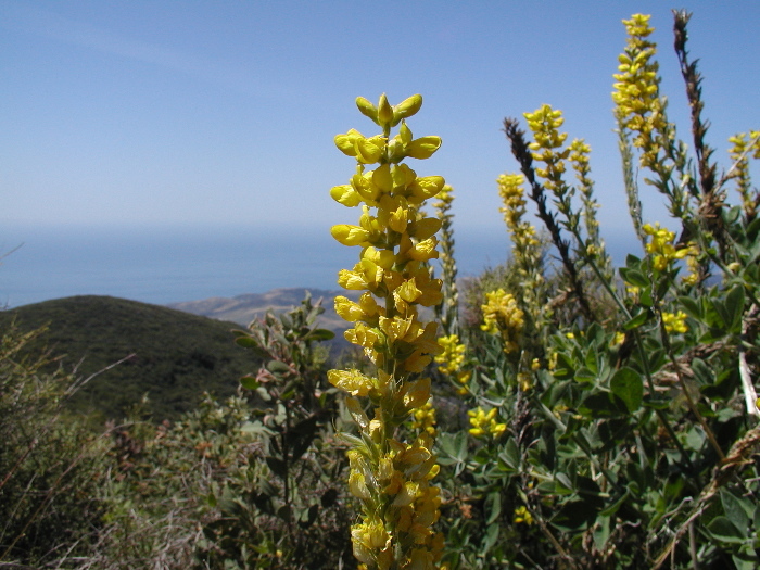 Image of Santa Inez goldenbanner