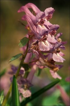 Image of <i>Corydalis <i>solida</i></i> ssp. solida