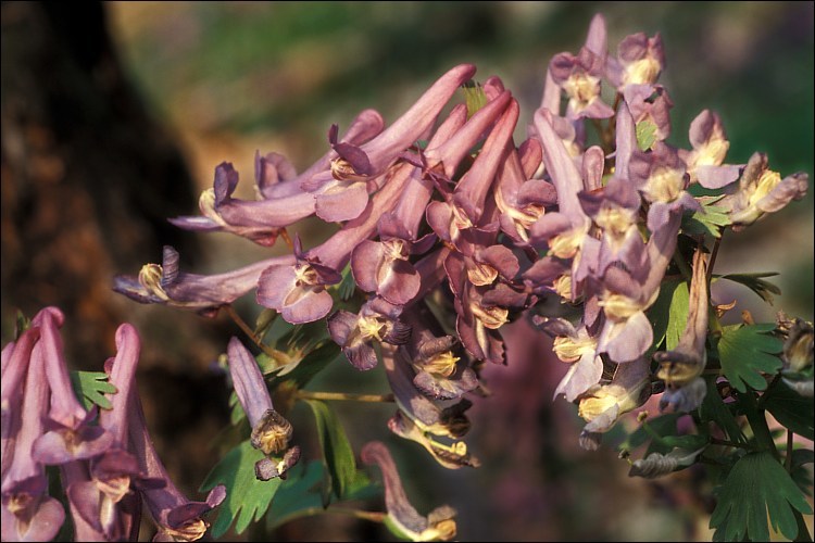 Image of <i>Corydalis <i>solida</i></i> ssp. solida