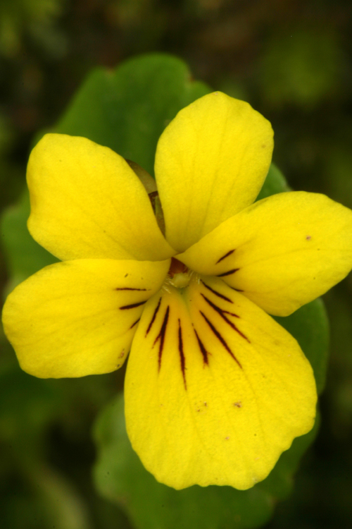 Sivun Viola sempervirens Greene kuva