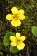 Sivun Viola sempervirens Greene kuva