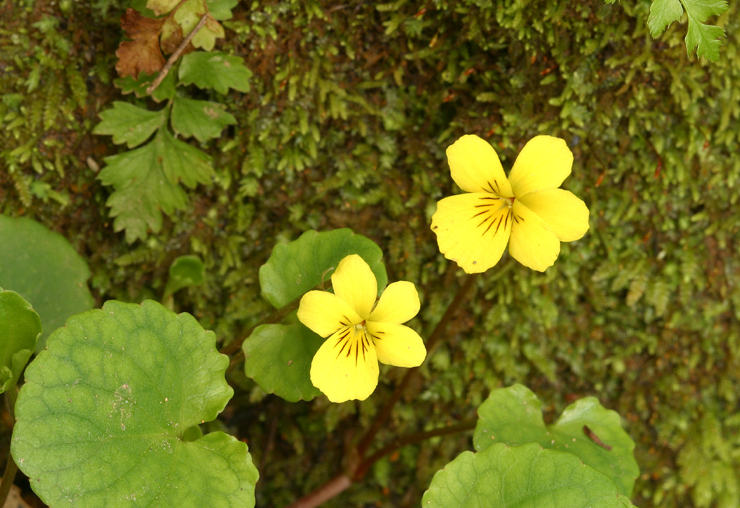 Image of Evergreen Violet