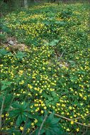 Image of Goldilocks Buttercup