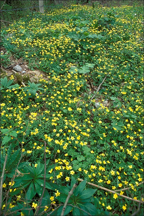 Image of Goldilocks Buttercup